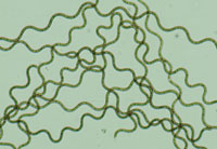 arthrospira