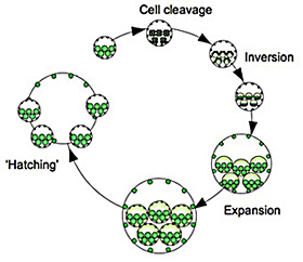 Life Cycle of Volvox