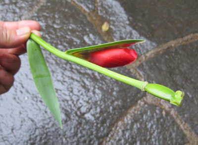 A petaloid leaf of tulip