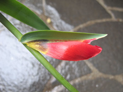 A petaloid leaf of tulip