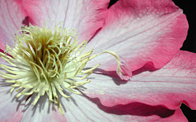 A petaloid stamen of clematis, 'Kakio'