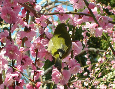 Ume plum blossom and a white-eye in Jonangu